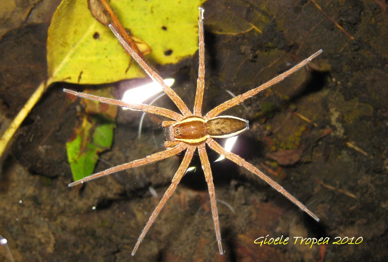 Dolomedes frimbriatus ?